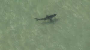 manhattan-beach-sharks-closeup