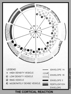  Schematic diagram showing formation of the fertilization envelope.