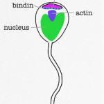 diagram_sperm_acrosome