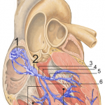 397px-RLS_12blauLeg