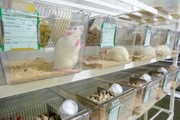 1-13509_g3520249-laboratory_rats-spl